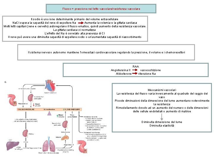 Flusso = pressione nel letto vascolare/resistenza vascolare Il sodio è uno ione determinante primario