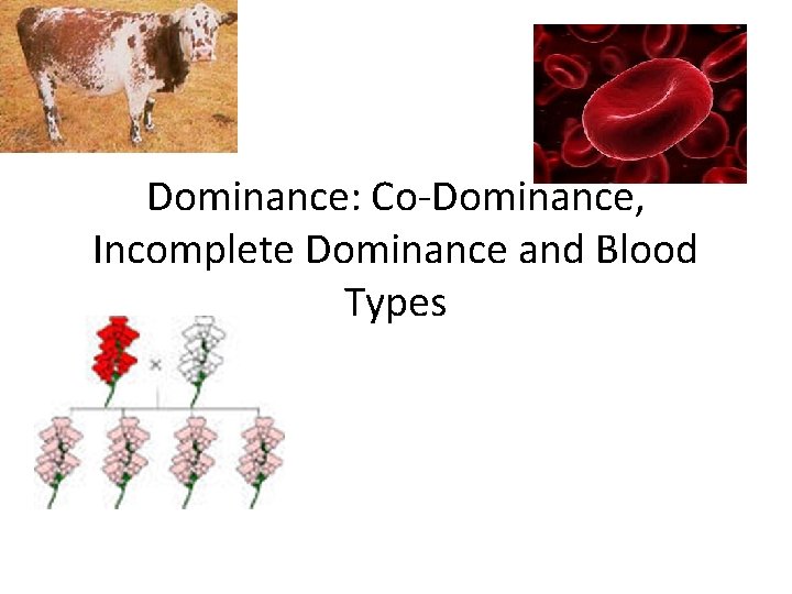 Dominance: Co-Dominance, Incomplete Dominance and Blood Types 