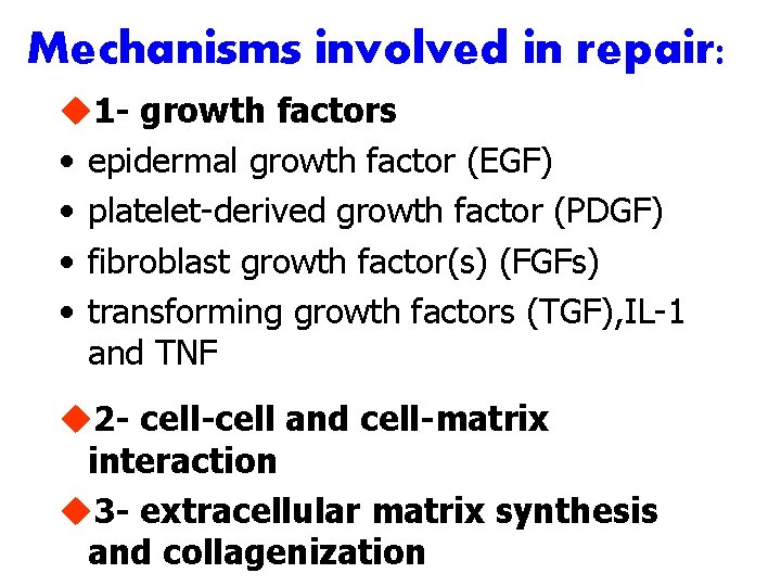 Mechanisms involved in repair: u 1 - growth factors • epidermal growth factor (EGF)