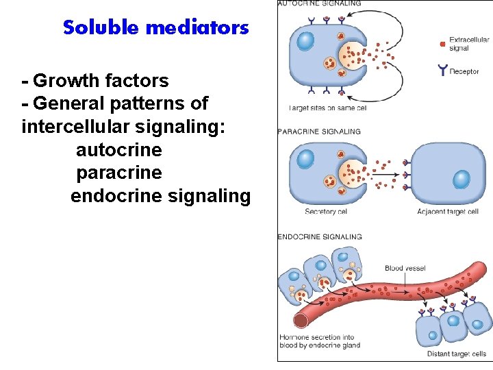 Soluble mediators - Growth factors - General patterns of intercellular signaling: autocrine paracrine endocrine