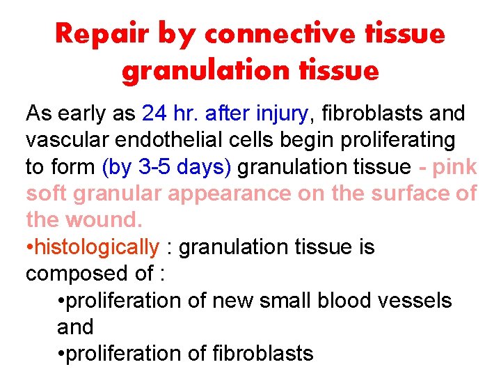 Repair by connective tissue granulation tissue As early as 24 hr. after injury, fibroblasts