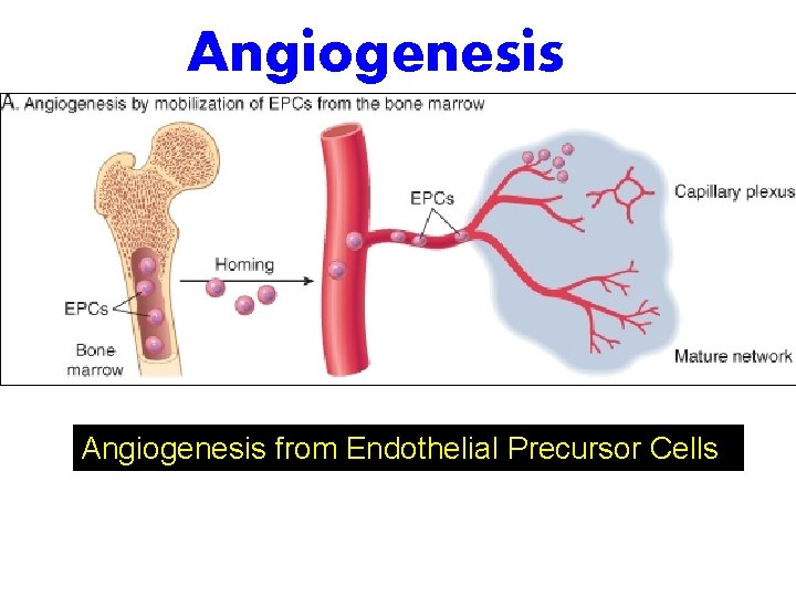 Angiogenesis from Endothelial Precursor Cells 