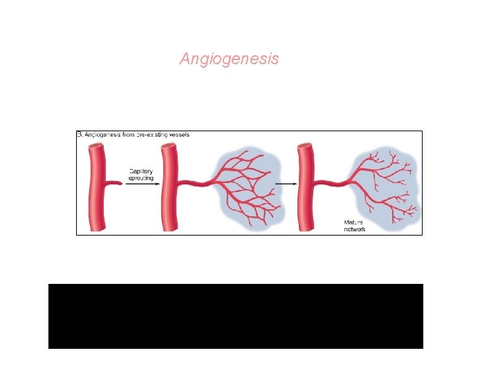 Angiogenesis There is vasodilation and increased permeability of the existing vessels, degradation of ECM,