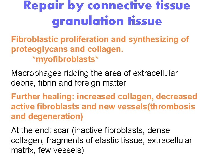 Repair by connective tissue granulation tissue Fibroblastic proliferation and synthesizing of proteoglycans and collagen.