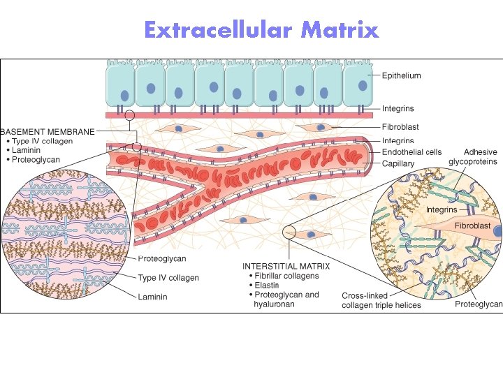 Extracellular Matrix 