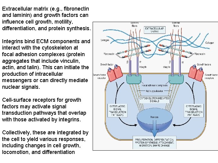 Extracellular matrix (e. g. , fibronectin and laminin) and growth factors can influence cell