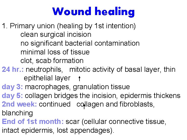 Wound healing 1. Primary union (healing by 1 st intention) clean surgical incision no