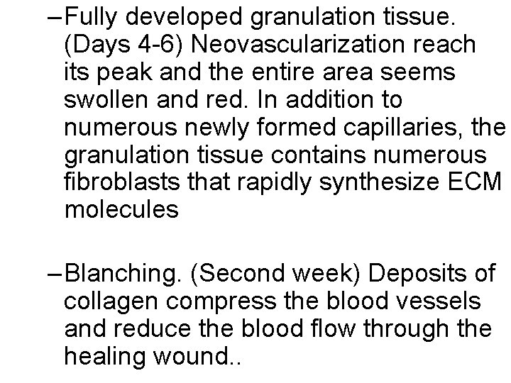– Fully developed granulation tissue. (Days 4 -6) Neovascularization reach its peak and the