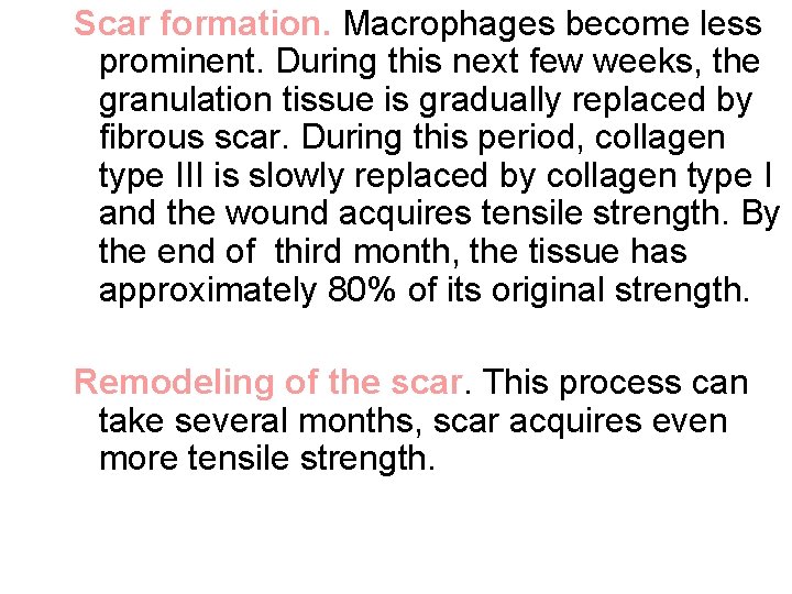 Scar formation. Macrophages become less prominent. During this next few weeks, the granulation tissue