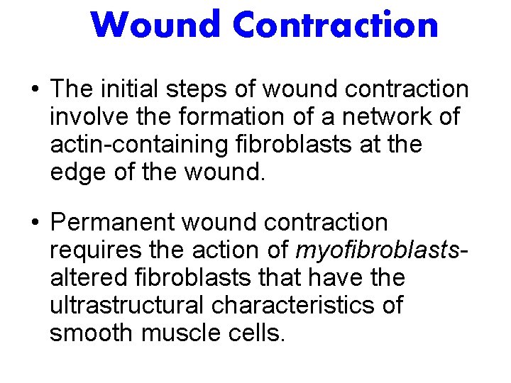 Wound Contraction • The initial steps of wound contraction involve the formation of a