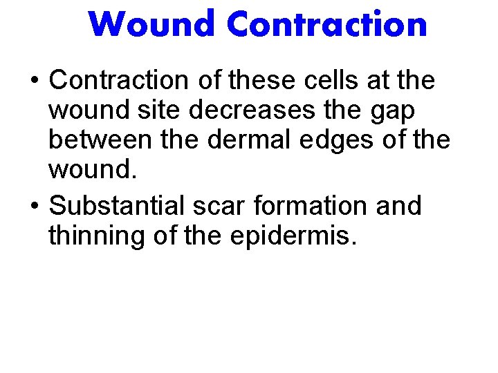 Wound Contraction • Contraction of these cells at the wound site decreases the gap