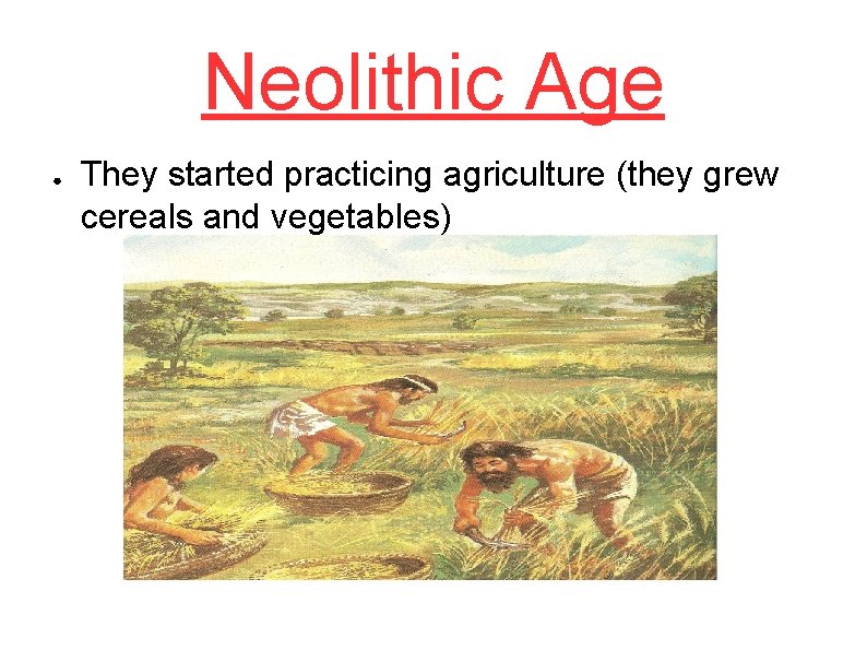 Neolithic Age ● They started practicing agriculture (they grew cereals and vegetables) 