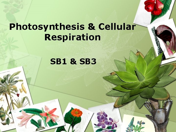 Photosynthesis & Cellular Respiration SB 1 & SB 3 