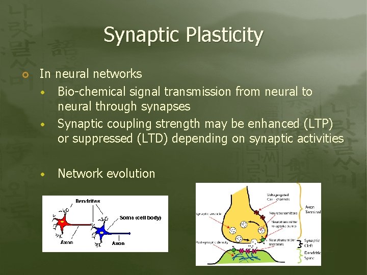 Synaptic Plasticity In neural networks Bio-chemical signal transmission from neural to neural through synapses