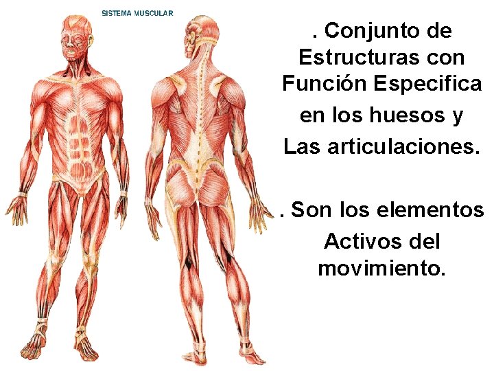 . Conjunto de Estructuras con Función Especifica en los huesos y Las articulaciones. .