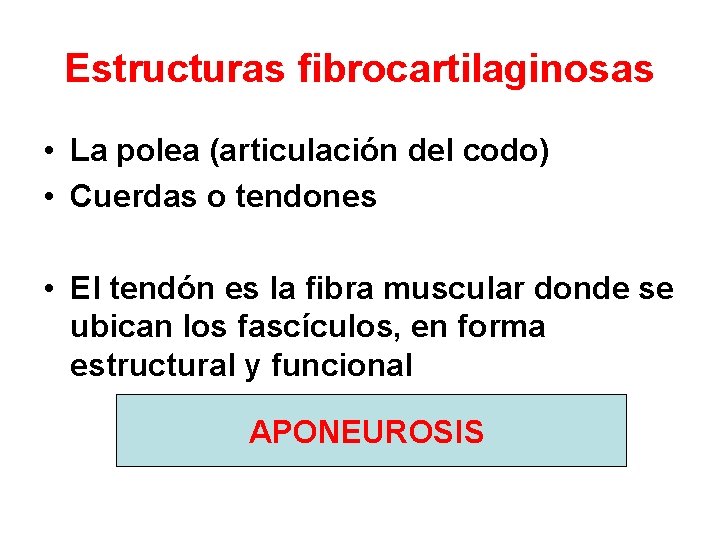 Estructuras fibrocartilaginosas • La polea (articulación del codo) • Cuerdas o tendones • El