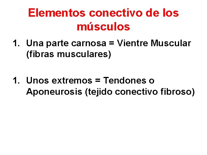 Elementos conectivo de los músculos 1. Una parte carnosa = Vientre Muscular (fibras musculares)