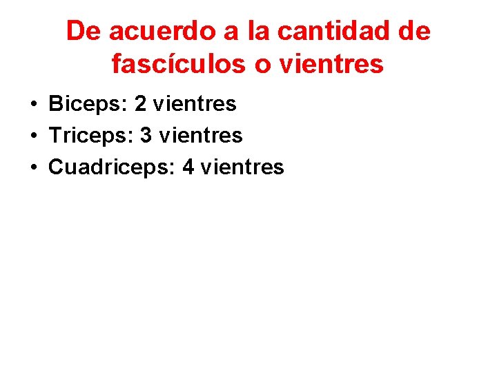De acuerdo a la cantidad de fascículos o vientres • Biceps: 2 vientres •