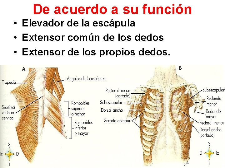De acuerdo a su función • Elevador de la escápula • Extensor común de