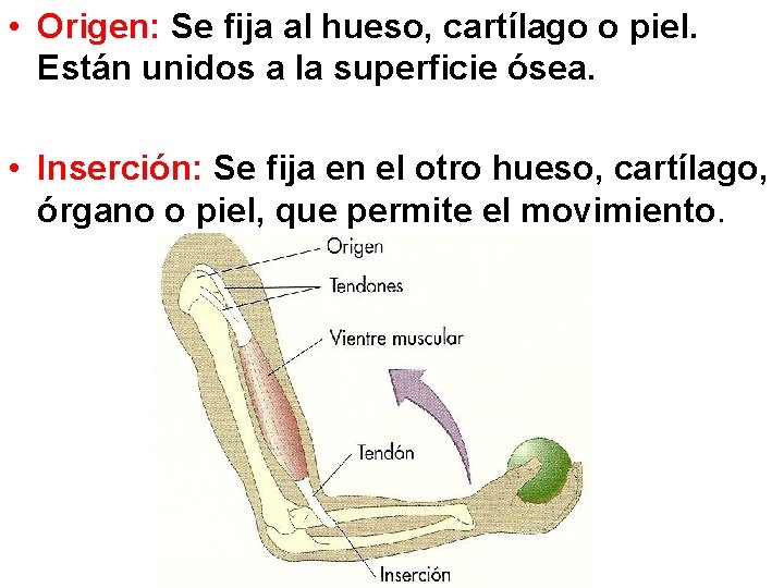  • Origen: Se fija al hueso, cartílago o piel. Están unidos a la