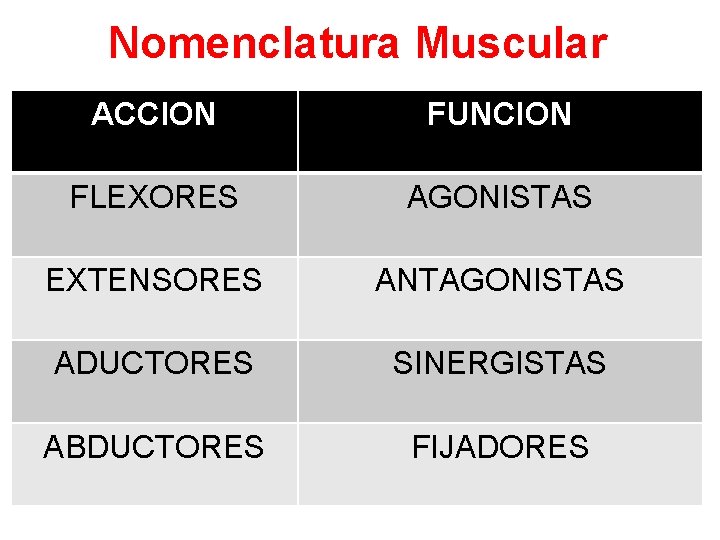 Nomenclatura Muscular ACCION FUNCION FLEXORES AGONISTAS EXTENSORES ANTAGONISTAS ADUCTORES SINERGISTAS ABDUCTORES FIJADORES 
