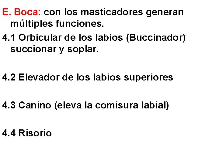 E. Boca: con los masticadores generan múltiples funciones. 4. 1 Orbicular de los labios