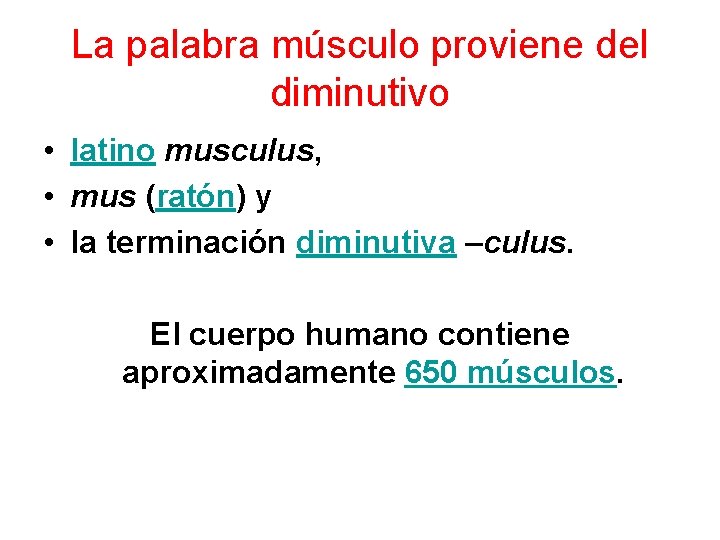 La palabra músculo proviene del diminutivo • latino musculus, • mus (ratón) y •