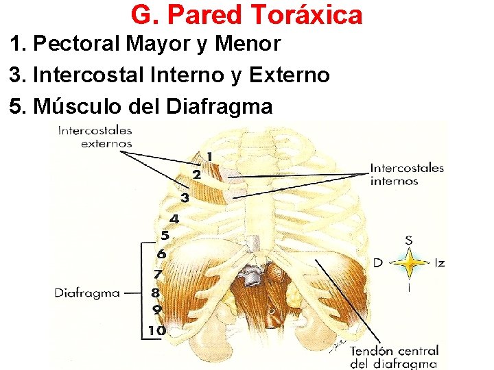 G. Pared Toráxica 1. Pectoral Mayor y Menor 3. Intercostal Interno y Externo 5.