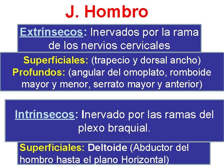J. Hombro Extrínsecos: Inervados por la rama de los nervios cervicales Superficiales: (trapecio y
