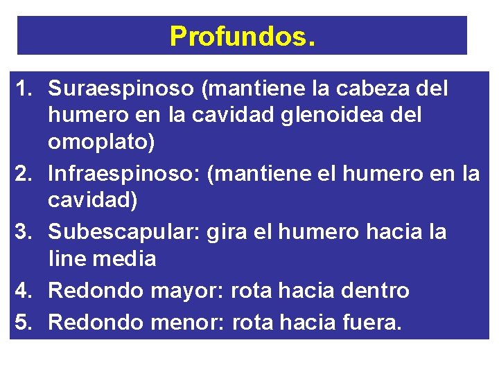 Profundos. 1. Suraespinoso (mantiene la cabeza del humero en la cavidad glenoidea del omoplato)