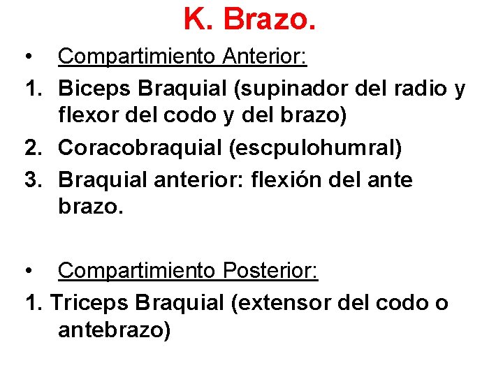 K. Brazo. • Compartimiento Anterior: 1. Biceps Braquial (supinador del radio y flexor del