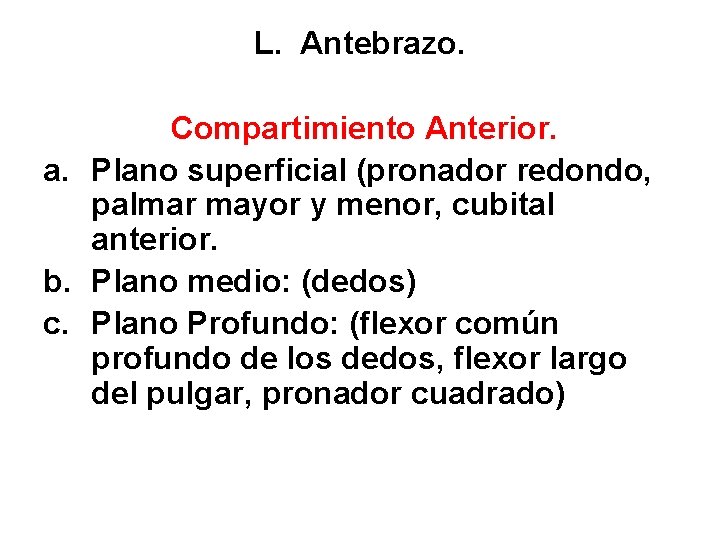 L. Antebrazo. Compartimiento Anterior. a. Plano superficial (pronador redondo, palmar mayor y menor, cubital