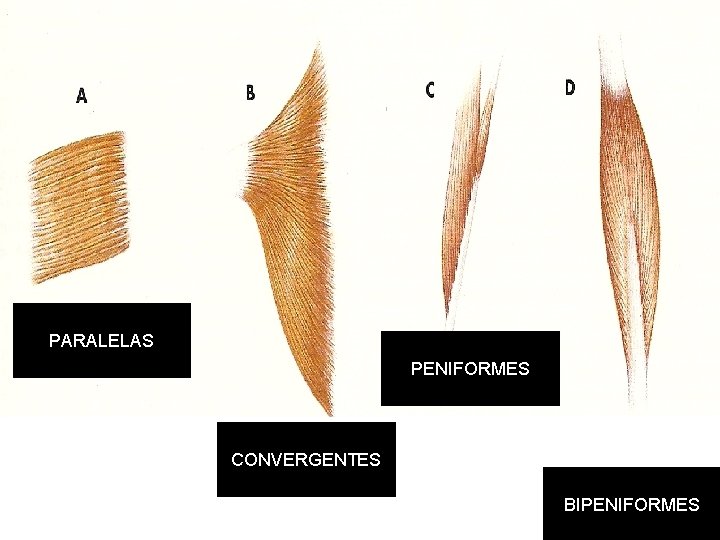 PARALELAS PENIFORMES CONVERGENTES BIPENIFORMES 