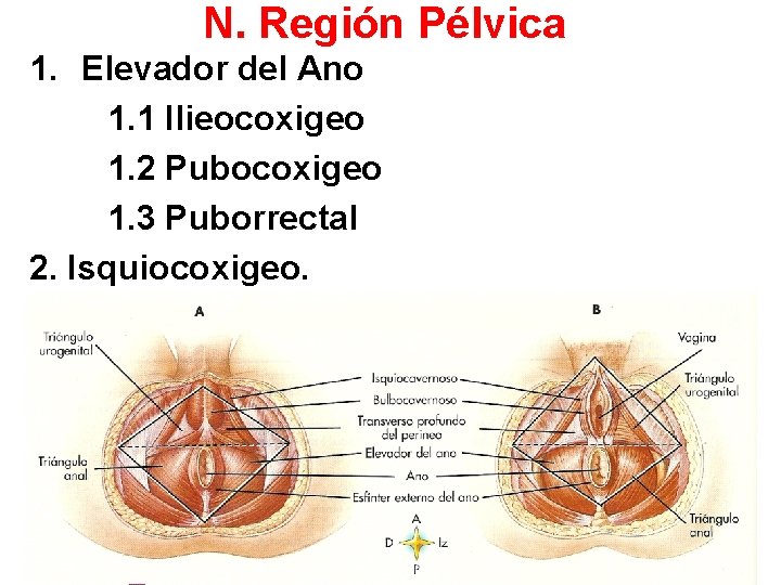 N. Región Pélvica 1. Elevador del Ano 1. 1 Ilieocoxigeo 1. 2 Pubocoxigeo 1.