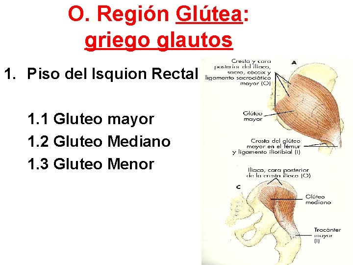 O. Región Glútea: griego glautos 1. Piso del Isquion Rectal 1. 1 Gluteo mayor