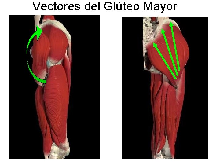 Vectores del Glúteo Mayor 