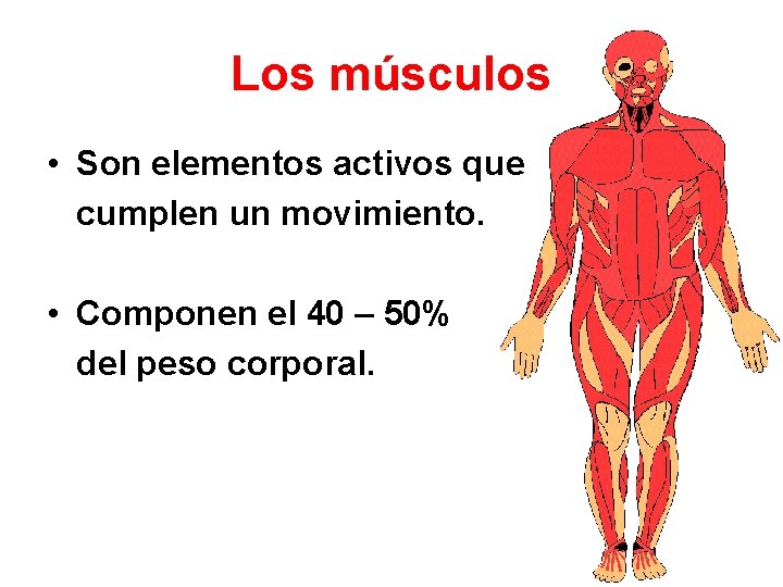 Los músculos • Son elementos activos que cumplen un movimiento. • Componen el 40