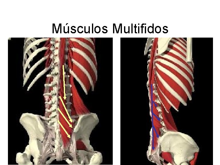 Músculos Multifidos 