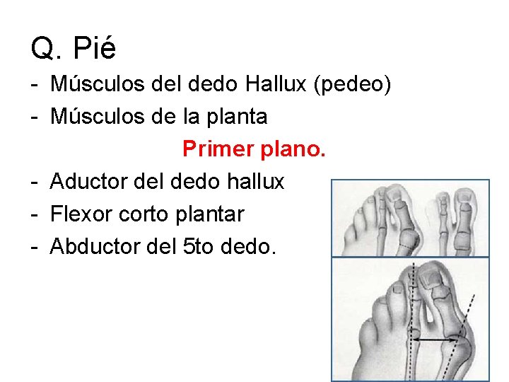 Q. Pié - Músculos del dedo Hallux (pedeo) - Músculos de la planta Primer