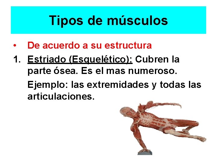 Tipos de músculos • De acuerdo a su estructura 1. Estriado (Esquelético): Cubren la