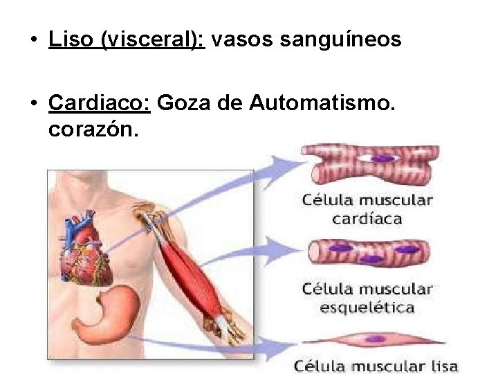  • Liso (visceral): vasos sanguíneos • Cardiaco: Goza de Automatismo. corazón. 