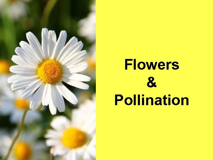 Flowers & Pollination 