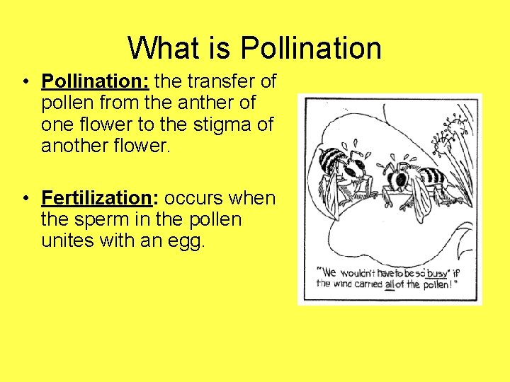 What is Pollination • Pollination: the transfer of pollen from the anther of one