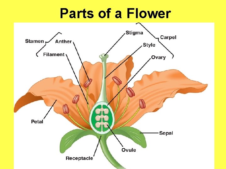 Parts of a Flower 