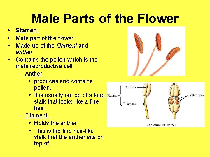 Male Parts of the Flower • Stamen: • Male part of the flower •