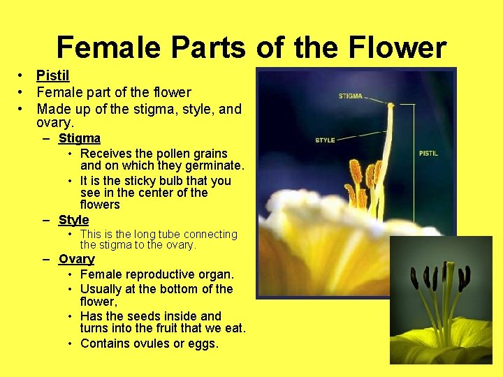 Female Parts of the Flower • Pistil • Female part of the flower •