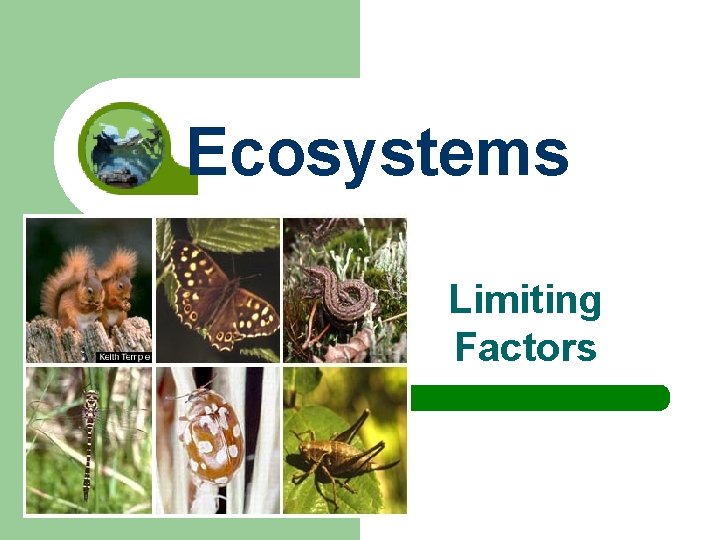 Ecosystems Limiting Factors 