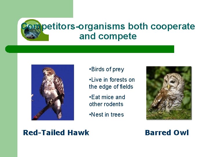 Competitors-organisms both cooperate and compete • Birds of prey • Live in forests on