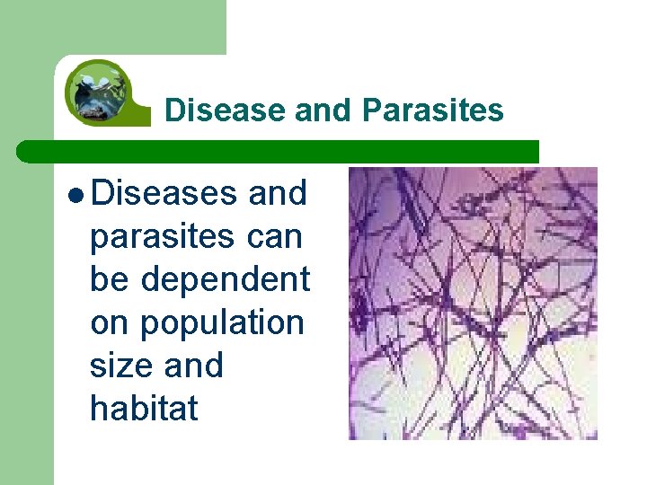 Disease and Parasites l Diseases and parasites can be dependent on population size and