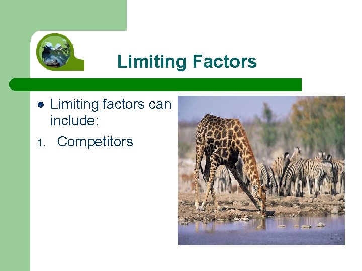 Limiting Factors l 1. Limiting factors can include: Competitors 